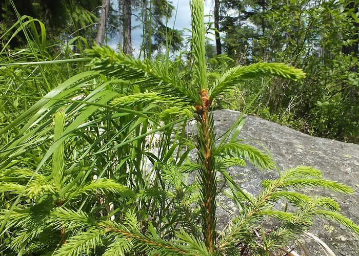 Lejlighed Zuzana Štrbské Pleso