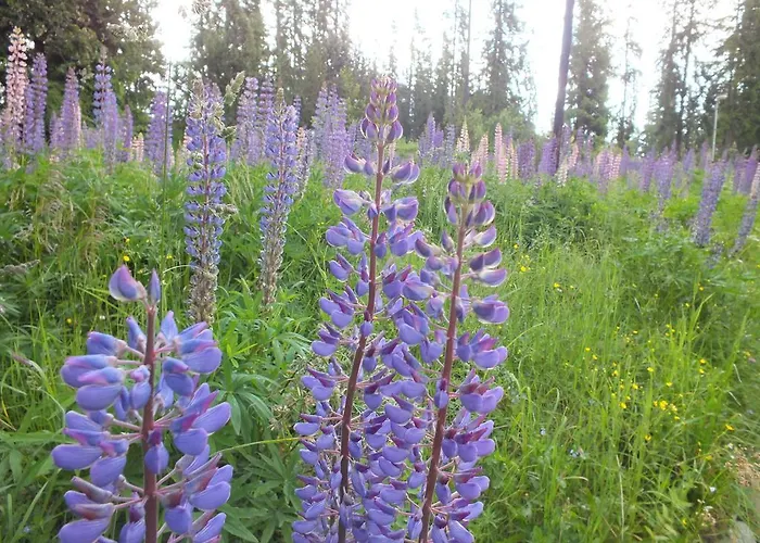 Lejlighed Zuzana Štrbské Pleso