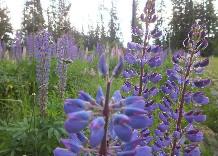 Zuzana Strbske Pleso